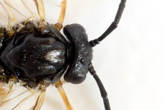 Pristiphora aphantoneura