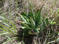 Aloe greatheadii