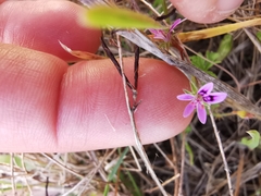 Pelargonium columbinum
