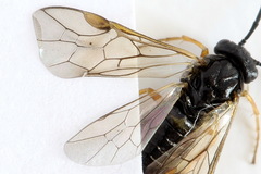 Pristiphora aphantoneura