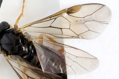 Pristiphora aphantoneura