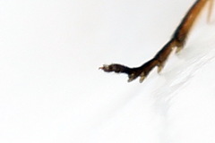 Pristiphora aphantoneura