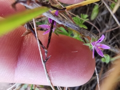 Pelargonium columbinum