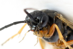 Pristiphora aphantoneura