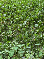 Pontederia crassipes