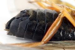 Pristiphora aphantoneura