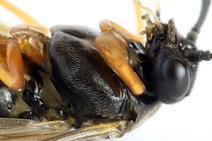 Pristiphora aphantoneura