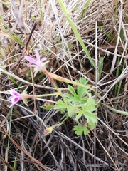 Pelargonium columbinum