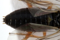 Pristiphora aphantoneura