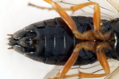 Pristiphora aphantoneura