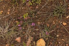 Polygala pubiflora
