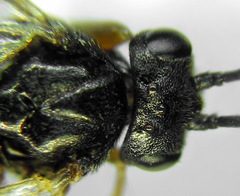 Pristiphora aphantoneura