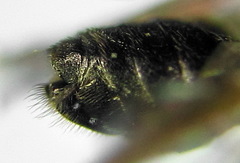 Pristiphora aphantoneura