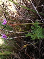 Pelargonium columbinum
