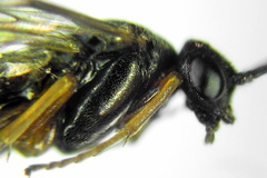 Pristiphora aphantoneura