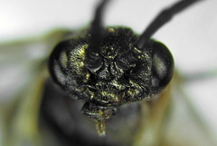 Pristiphora aphantoneura