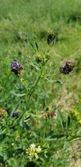 Medicago sativa