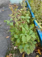 Lysimachia verticillaris