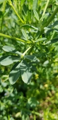 Medicago sativa