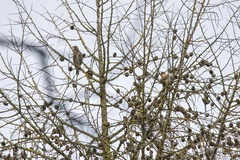 Turdus iliacus