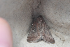 Condica viscosa