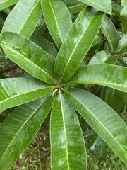Alstonia