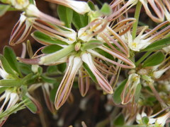 Brachystelma circinatum