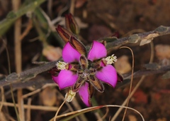 Polygala pubiflora