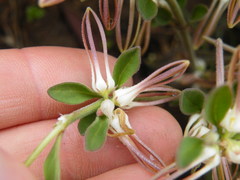 Brachystelma circinatum