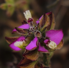 Polygala pubiflora