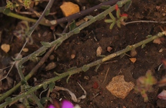 Polygala pubiflora