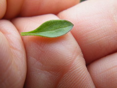 Brachystelma circinatum