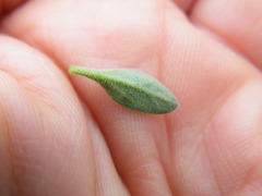 Brachystelma circinatum