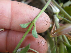 Brachystelma circinatum