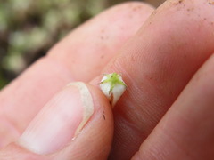 Brachystelma circinatum