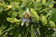 Xylocopa artifex
