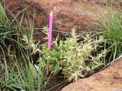 Brachystelma circinatum