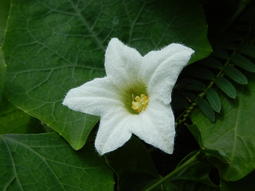 Ivy gourd