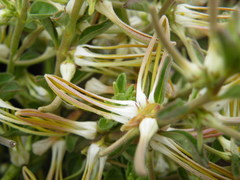 Brachystelma circinatum