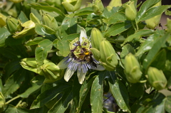 Xylocopa artifex