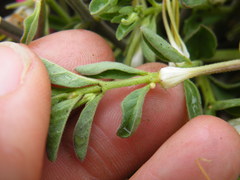 Brachystelma circinatum