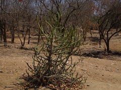 Euphorbia