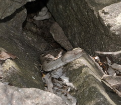 Vipera ammodytes