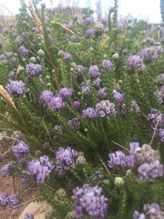 Aspalathus globulosa