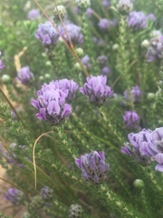 Aspalathus globulosa