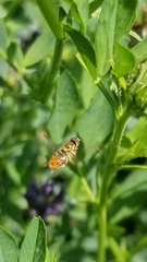 Toxomerus marginatus