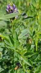 Toxomerus marginatus