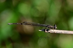 Prodasineura autumnalis