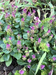 Polygala tatarinowii