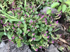Polygala tatarinowii